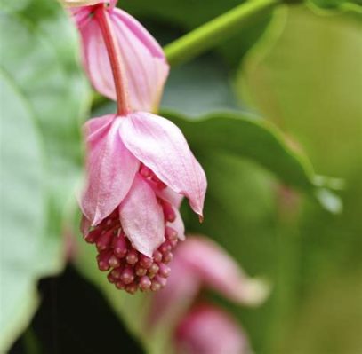 A Gardener's Guide to Malaysian Flora – A Poetic Ode to Tropical Abundance and Sustainable Practices